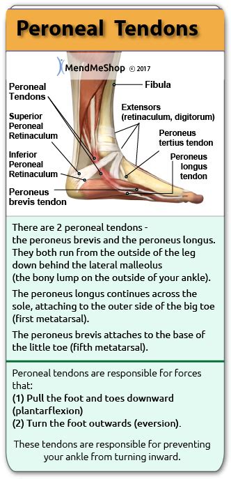 Peroneal Tendinitis