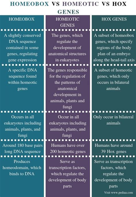 Difference Between Homeobox Homeotic and Hox Genes - Pediaa.Com