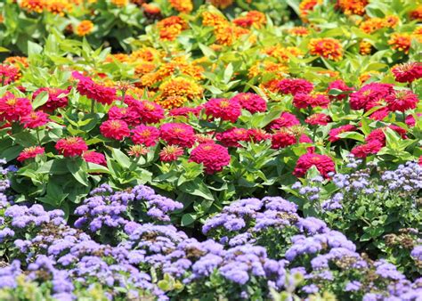 Colourful Perennials For Your Garden | Fasci Garden