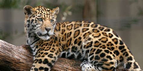 How endangered jaguars returned to Brazil’s ‘ghost’ forest | Zurich ...