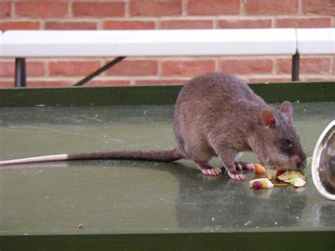 Gambian pouched rat | Nature of the World Wiki | FANDOM powered by Wikia