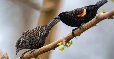 Red-winged blackbird - IMP WORLD