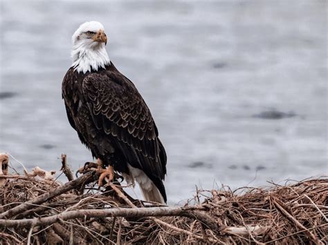 Premium Photo | Majestic bald eagle perched on its nest