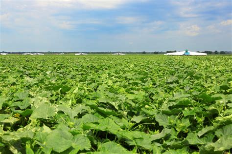 The Healthy Muncher Cucumber - Minneopa Orchards