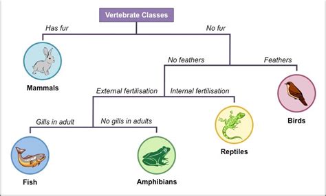 Dichotomous Keys | BioNinja | Dichotomous key, Teaching biology, Key projects