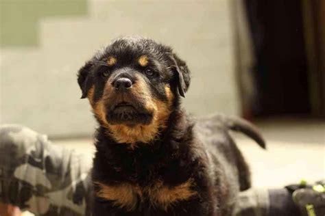 Teacup Rottweiler: Facts, Looks, Costs & Care Guide - Embora Pets