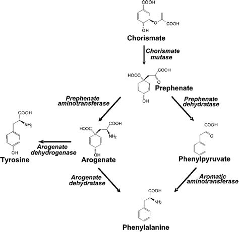 Schematic Diagram of Presumed Dual Pathways for Phe Synthesis from ...