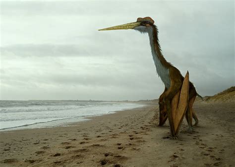 Quetzalcoatlus by Johnson-Mortimer on DeviantArt