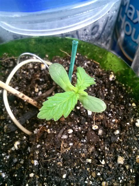 LST'ing Stretched Seedlings to keep plants low... - Cannabis Cultivation - Growery Message Board