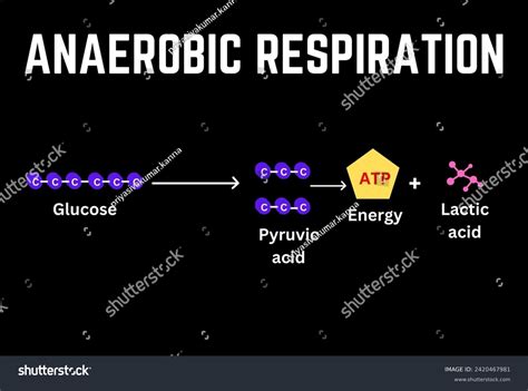 anaerobic respiration process diagram - Royalty Free Stock Vector 2420467981 - Avopix.com