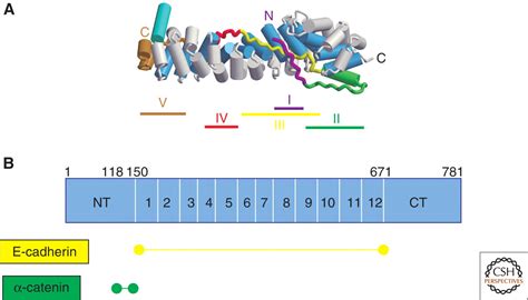 Structure and Biochemistry of Cadherins and Catenins