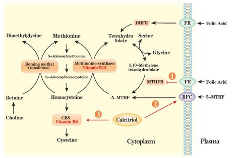 The evolution of folate supplementation – from one size for all to personalized, precision, poly ...