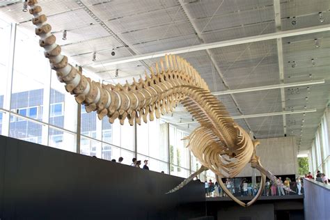 Blue Whale Spine | Blue whale skeleton from the Beaty Biodiv… | Flickr