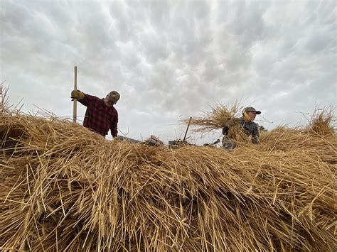 PHOTO OF THE DAY: HAY DAY - The Courier - The Courier