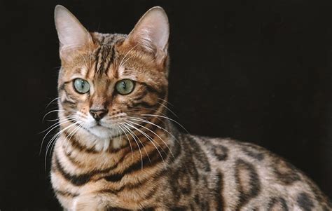 Who Is the Bengal Cat? Fascinating Facts About This Exotic Cat Breed