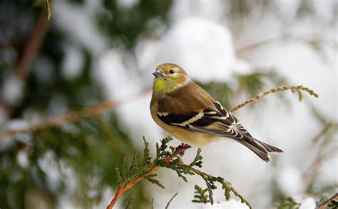 American goldfinch in winter. Photograph by Kelly Nelson - Fine Art America