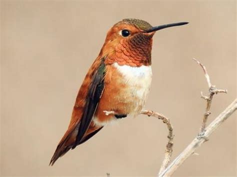 7 Species of Hummingbirds in Minnesota (Pictures & Info) - Animal Hype