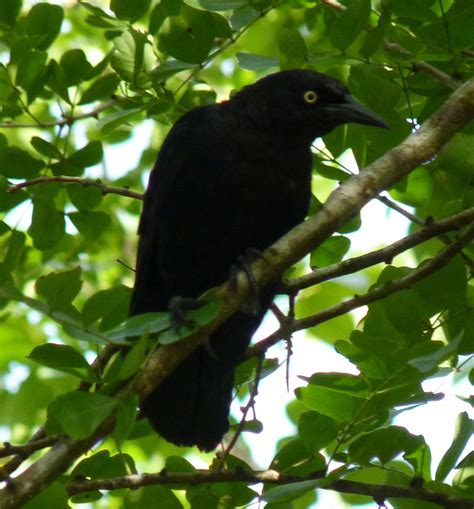 Birds on the brain: Birding the Dominican Republic