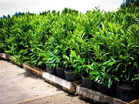 Gardening 12 Cherry Laurel Evergreen Hedging Plants 2-3t Multi Stem A 3 ...