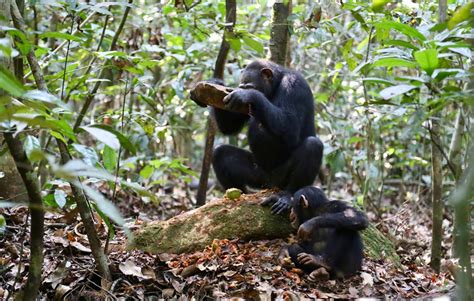 Researchers identify a variety of chimpanzee stone tools for cracking ...