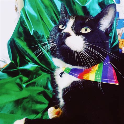 Pride Cat Bandana Rainbow Cat Scarf Slides Over Collar | Etsy