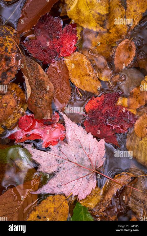Colorful leaves along Sullivan Run during autumn in Sullivan County, Pennsylvania Stock Photo ...