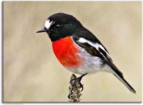 Save Of Species - Scarlet Robin Program & South East Local Land Services - Regenerative ...