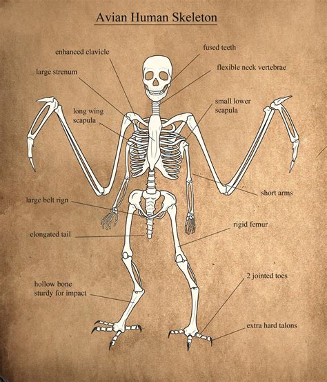 Avian Human Skeleton by Aerophoinix on DeviantArt