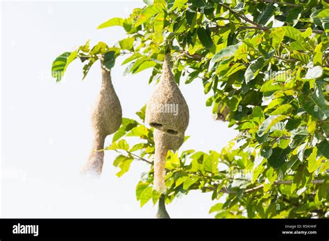 Baya weaver bird nest Stock Photo - Alamy