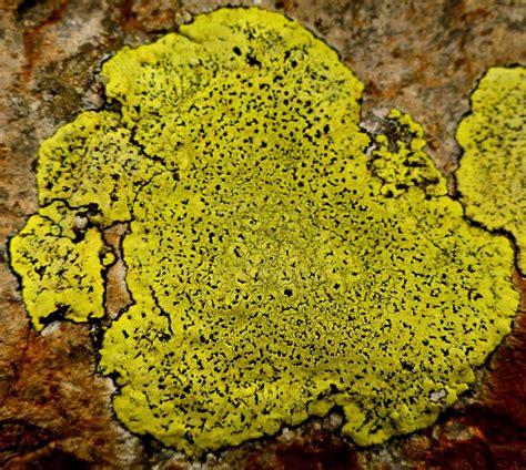 Rhizocarpon geographicum – crustose lichen | Dr M Goes Wild