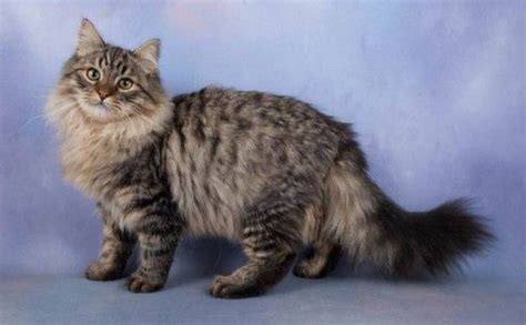 Características del gato siberiano Beautiful Kittens, Pretty Cats, Kittens Cutest, Cats And ...