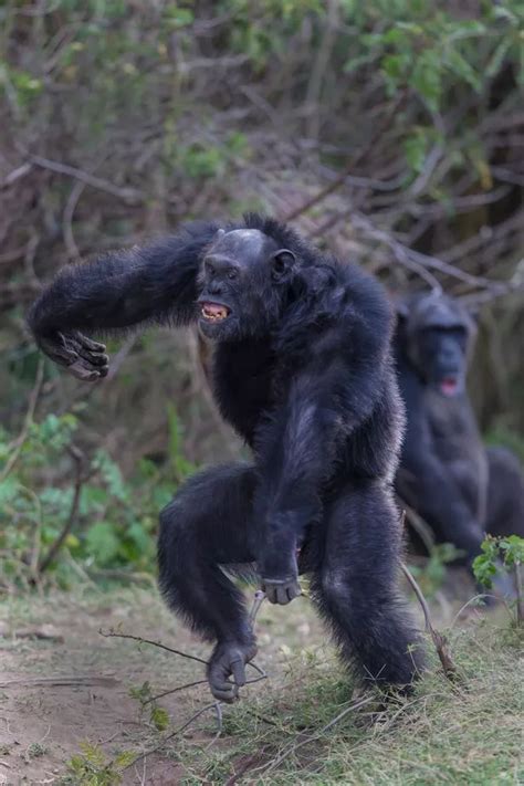 Human vs chimp fight 'tested' by scientists to discover who would win ...