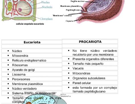 Cuadros comparativos entre célula procariota y eucariota | Cuadro ...