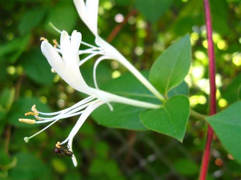 New York City Wildflowers: Japanese honeysuckle