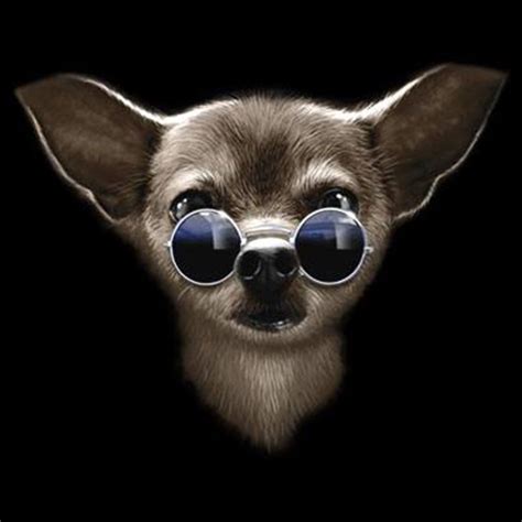 Chihuahua Wearing Glasses | FUNNY T-SHIRT CUSTOM DESIGN COOL CHIHUAHUA IN JOHN LENNON .. # ...