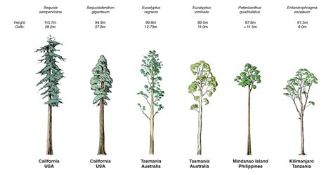 Top 10 Tallest Trees