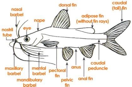 Types of Catfish – Bait Binder