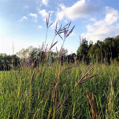 Grasses, Sedges, & More – St. Williams Nursery & Ecology Centre