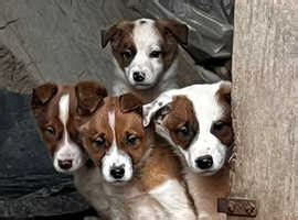 Welsh Collies Dogs and Puppies UK | Find Puppies and Dogs at Freeads UK ...