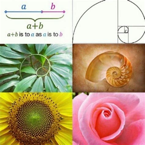 Golden Ratio Spiral found in Nature in 2020 | Golden ratio in nature, Sacred architecture ...