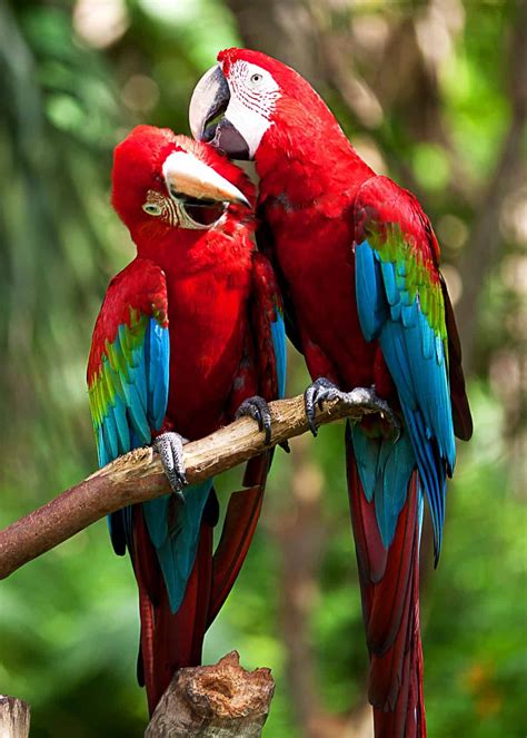 22 Scarlet Macaw Facts: Guide to the Beautiful Ara macao | Pet birds, Bird mates