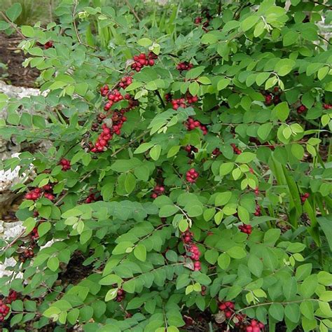 Coralberry Shrub – Green Thumbs Garden