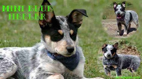 Mini Heeler Puppies Idaho - Puppy And Pets