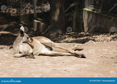 Kangaroo Sunbathing In Late Afternoon Sun, Looks Like Meditating Royalty-Free Stock Photography ...