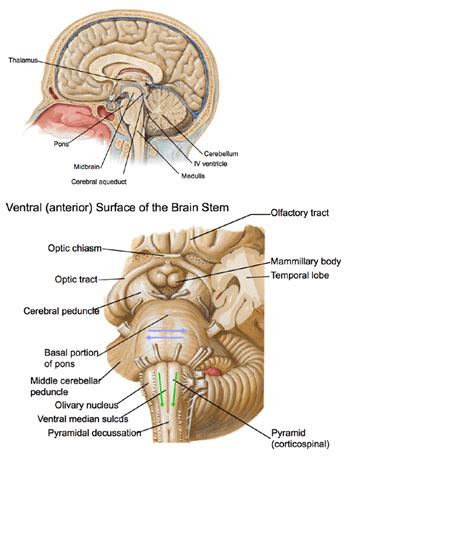 Anatomy and Cell Biology 3319 Lecture Notes - Fall 2017, Lecture 7 ...