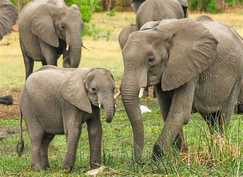 Okavango Delta Wildlife: What Animals Live in Okavango Delta - TourRadar