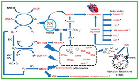 Doxorubicin Mechanism Of Action