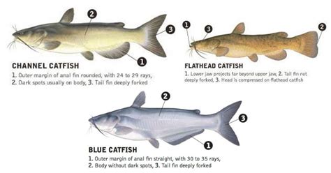 Types of Catfish: The Big Three Species