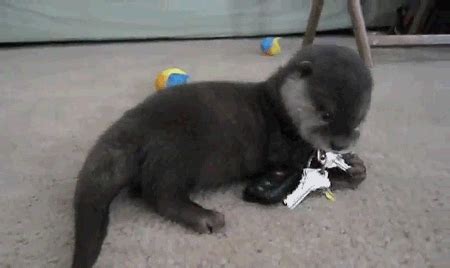 Baby otter plays with keys - Teh Cute