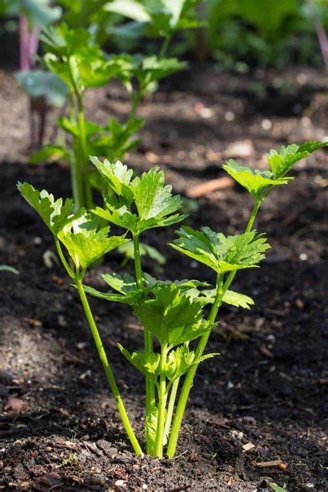 12+ Celery Companion Plants for Better Growth - Growfully